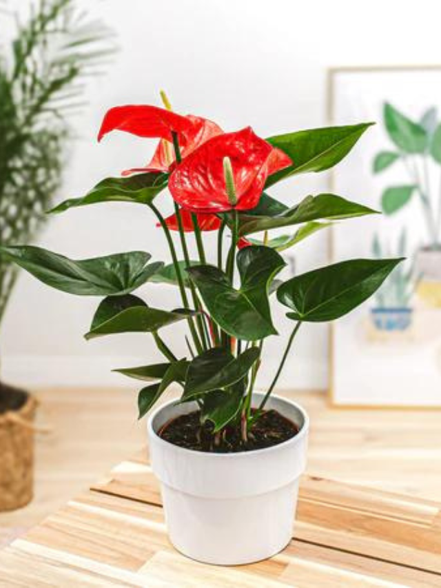 Top 6 Lucky Plants for Indian Households